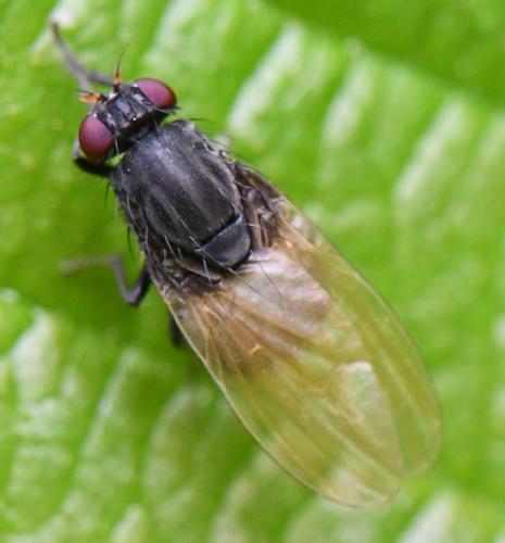 Minettia longipennis